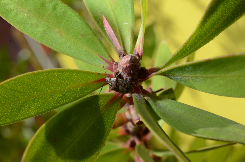 Pentatomidae: Holcogaster fibulata di Ostia